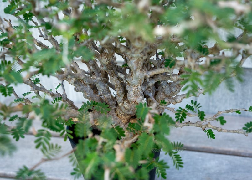 センナ メリディオナリス NO.1 | mana's farm:塊根植物・アガベ