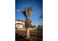 ココスヤシ　Butia capitata No.5　8/31まで送料無料