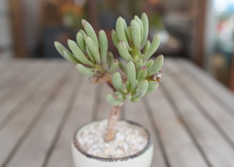 オトンナ　クラビフォリア 　Othonna clavifolia