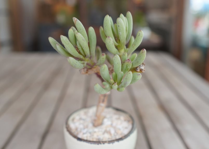 オトンナ クラビフォリア Othonna clavifolia | mana's green オトンナ クラビフォリア Othonna clavifolia | mana's green