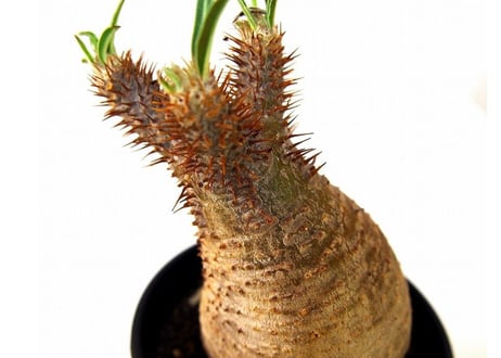 Pachypodium Gracilius パキポディウム  グラキリス  №4  little