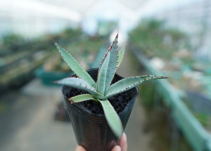 アガベ 屈原の舞扇 Agave 'Kutsugen no Maiougi' No.2 |