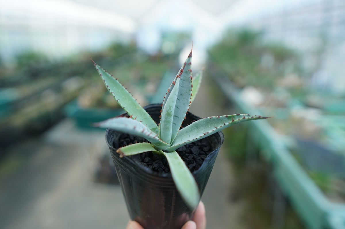 アガベ 屈原の舞扇 Agave 'Kutsugen no Maiougi' No.2 |
