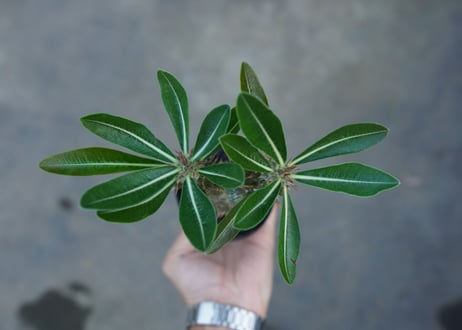 パキポディウム　伊藤ハイブリッド　Pachypodium 'Itoh Hybrid'  No.1