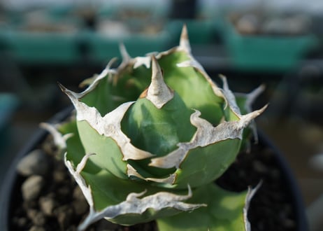 アガベ　チタノタ　螃蟹　Agave titanota Crab