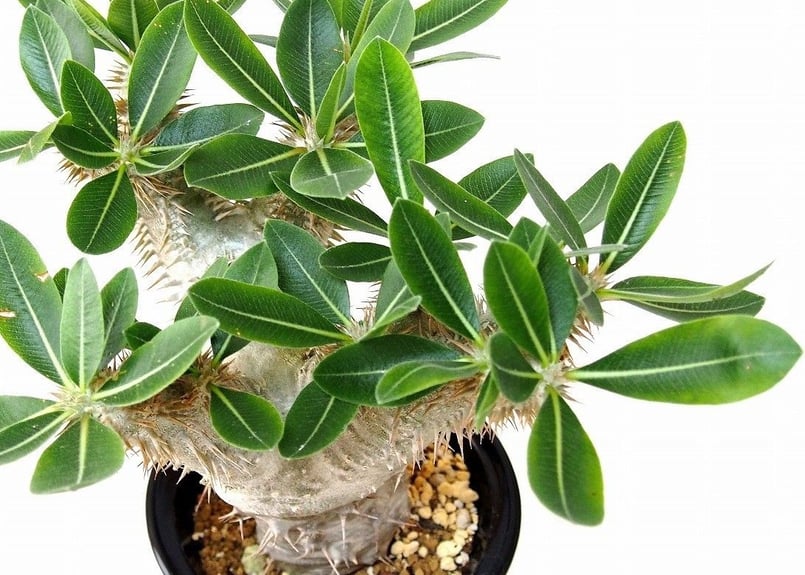 パキポディウム デンシカウレ 恵比寿大黒 Pachypodium densicaule | m