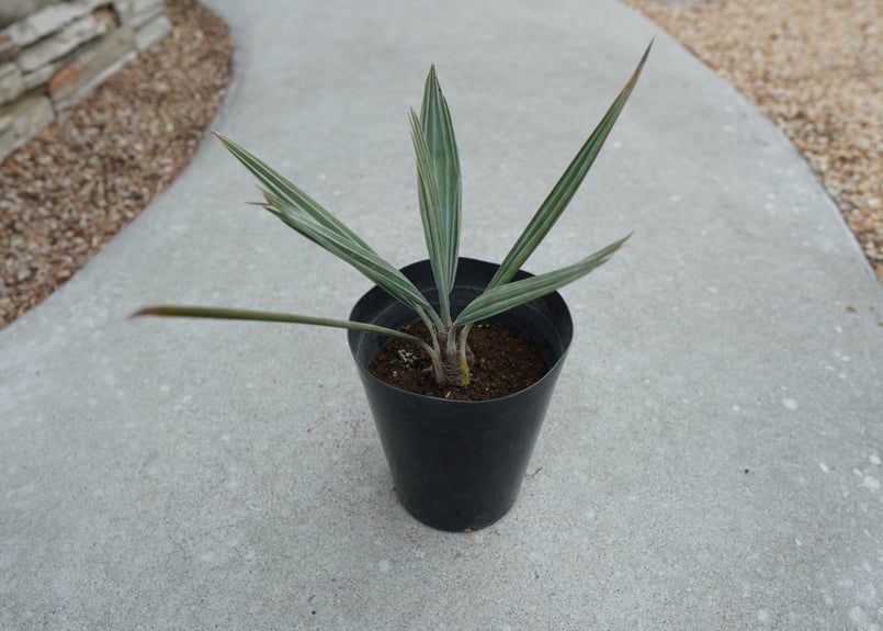 お値下げ】No.1 ブラヘアアルマータ Brahea armata 【公式通販】