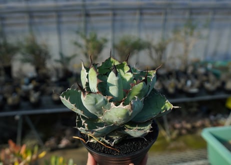アガベ　チタノタ　 ブラックアンドブルー 　Agave titanota black and blue  No.1