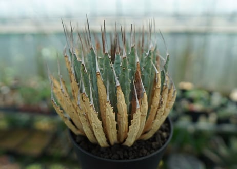 アガベ　ユタエンシス　Agave uthaensis　No.3