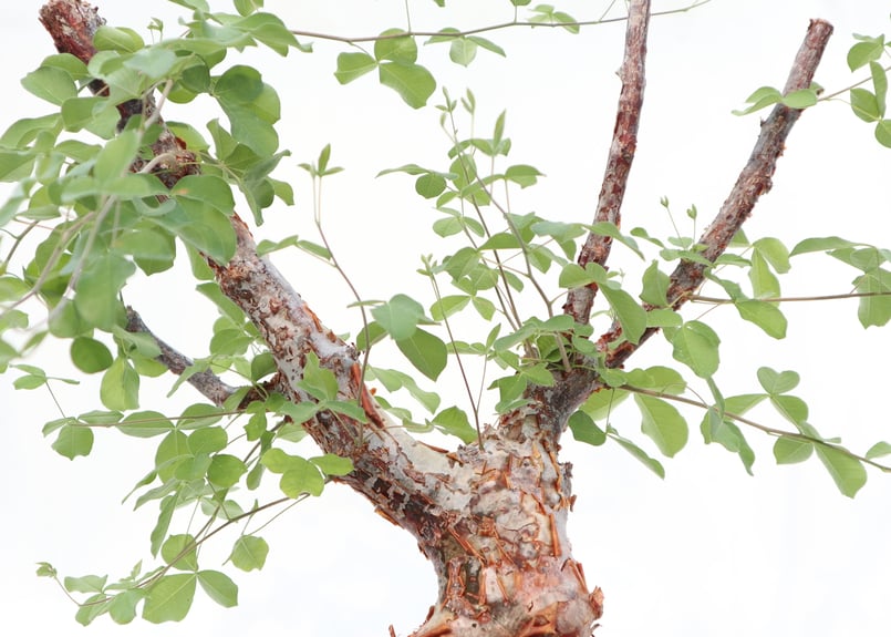 コミフォラ オルビクラリス | mana's farm:塊根植物・アガベ・ドライ