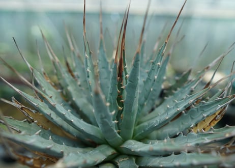 アガベ　ユタエンシス　Agave uthaensis　No.5