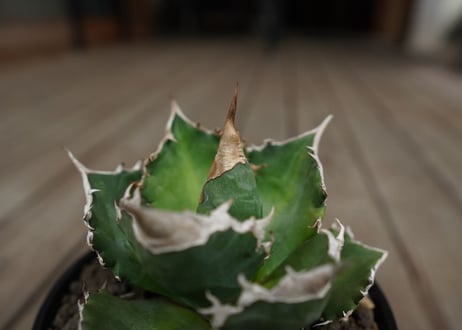 アガベ　チタノタ　白火焔　agave titanota white fire