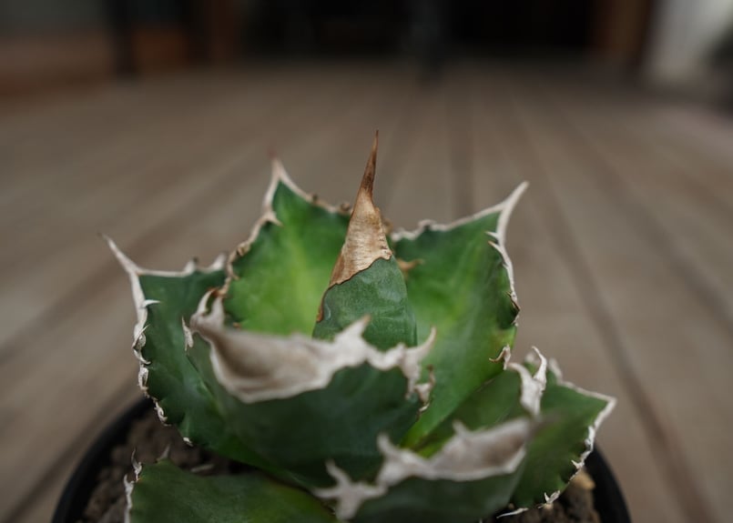 アガベ チタノタ 白火焔 agave titanota white fire | mana's