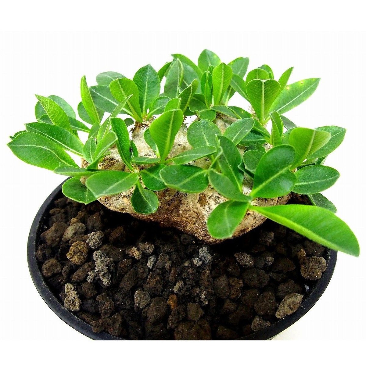 パキポディウム 恵比寿笑い Pachypodium brevicaule ⑧ パキポディウム 恵比寿笑い Pachypodium brevicaule | mana's