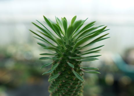 ユーフォルビア　ソテツキリン "パイナップルコーン"　Euphorbia sotetsukirin  No.1