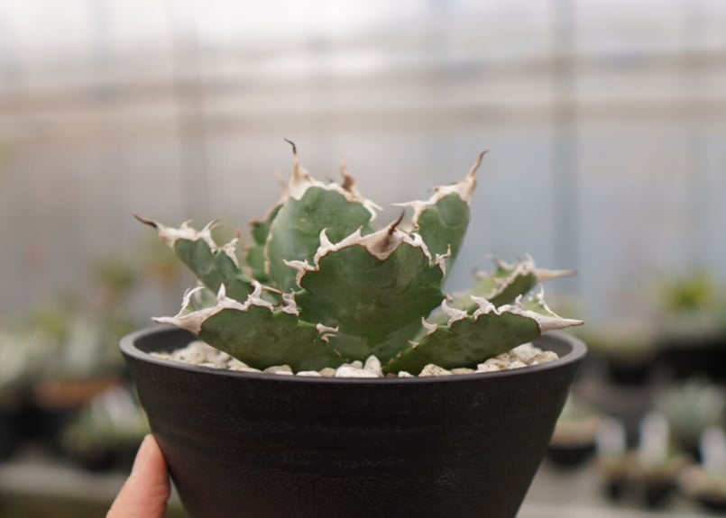 アガベ チタノタ 白鯨嚴龍 | mana's farm:塊根植物・アガベ・ドライ