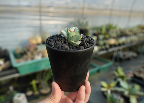 アガベ　チタノタ　ホワイトアイス 　agave titanota whiteice  No.2