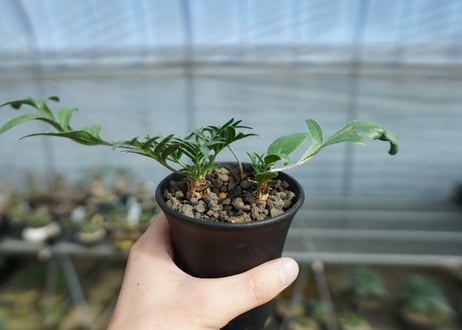 ペラルゴニウム　ビオリフロルム　Pelargonium violiflorum　C12