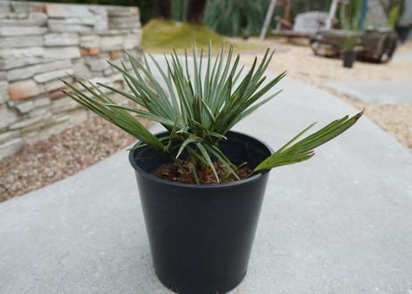 チャメロプス　セリフェラ 　Chamaerops humilis var. Cerifera  No.3