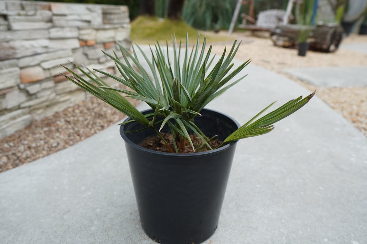 チャメロプス セリフェラ Chamaerops humilis var. Cerifera