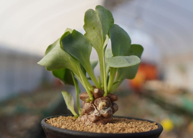 オトンナ ヘレー Othonna herrei No.1 | mana's farm:塊根植物