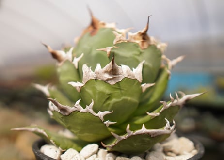 Agave titanota ”FO-76"