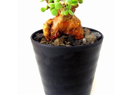 Ceraria pygmaea ケラリア・ピグマエア  №3