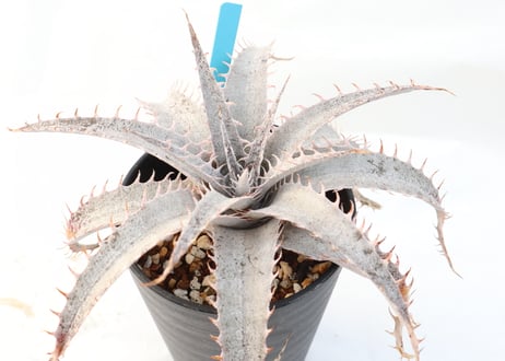 Dyckia  ML Red clone X delicata GF f1