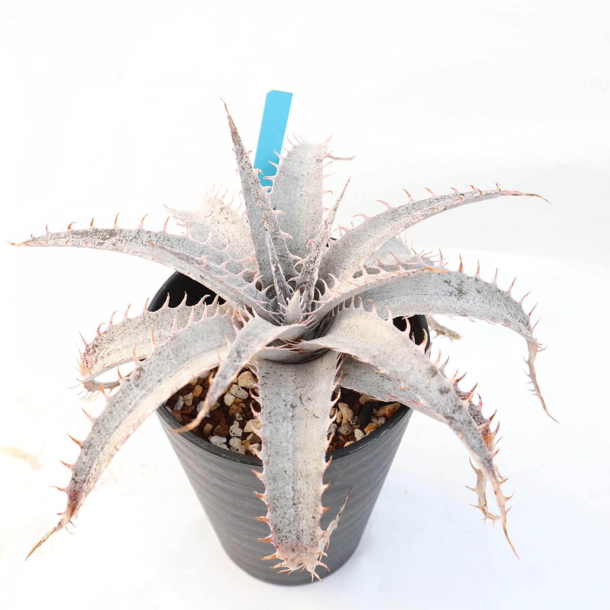 Dyckia Branca de Neve original clone ディッキア・ケスウィック