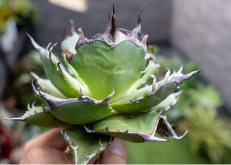 Agave ハデス 黒獄 A NO.1
