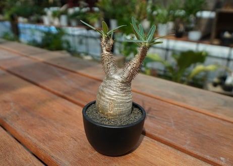 【発根管理中】パキポディウム　グラキリス　 Pachypodium Gracilius  No.6