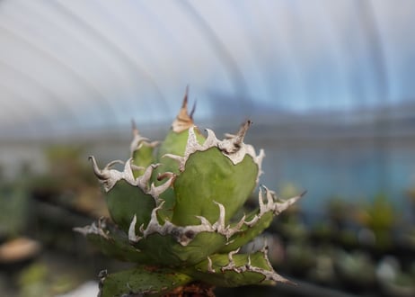 agave titanota　シーザー　caesar