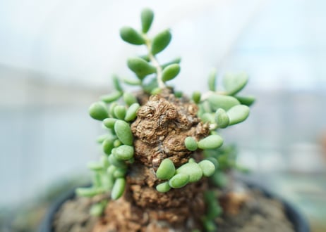ケラリア　ピグマエア　Ceraria pygmaea 　No.10