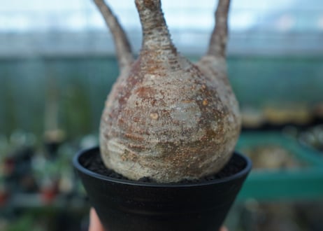 パキポディウム　グラキリス　 Pachypodium Gracilius  No.3