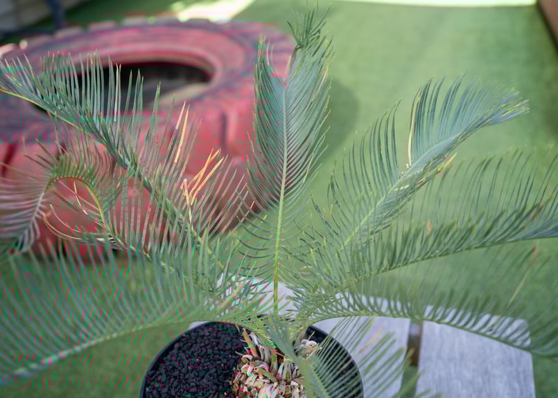 サイカス カイルンシアナ | mana's farm:塊根植物・アガベ・ドライ