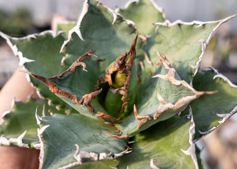 Agave titanota Solar eclipse 夕映嚴龍