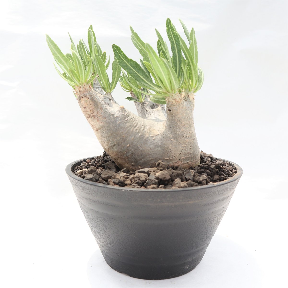 パキポディウムイノピナツム　塊根植物 パキポディウム イノピナツム 2号 プラ鉢 塊根植物 種類 鉢 土