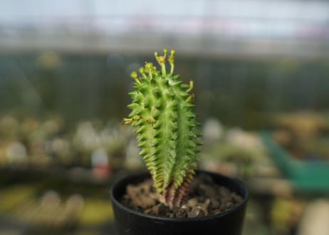 ユーフォルビア　スザンナエ　Euphorbia susannae