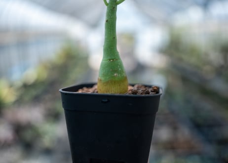 アデニア グラウカ  Adenia glauca　NO.7