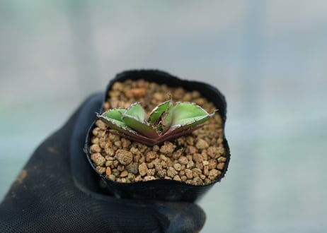 CATEGORY アガベ | mana's farm:塊根植物・アガベ・ドライガーデン植物