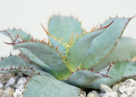 Agave guadalajarana Leon