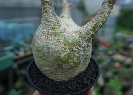 パキポディウム　グラキリス　 Pachypodium Gracilius  No.4