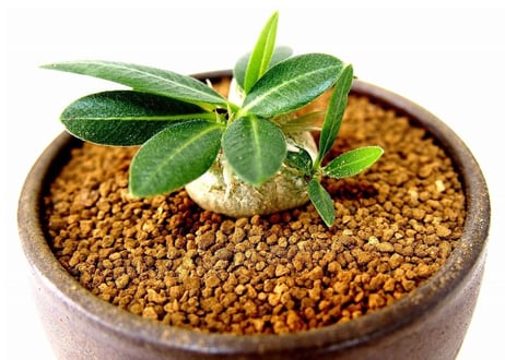 パキポディウム エブレネウム　Pachypodium eburneum  №1(白花)