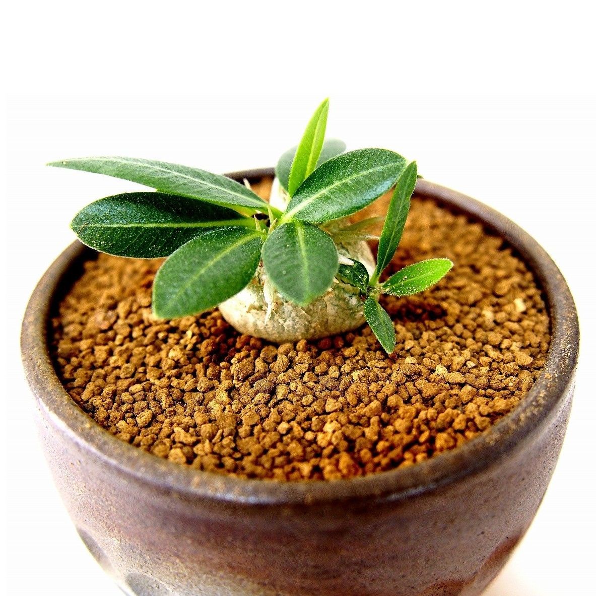 パキポディウム エブレネウム Pachypodium eburneum №1(白花) | m