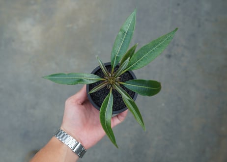 パキポディウム　バロニー　Pachypodium baronii  No.1