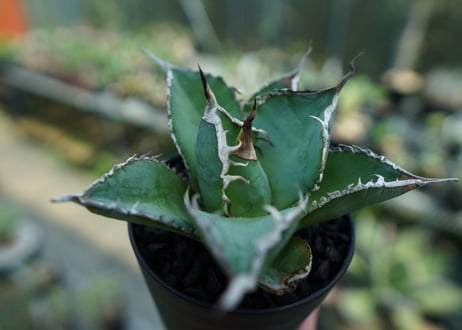 アガベ　チタノタ　白鯨　Agave titanota White whale