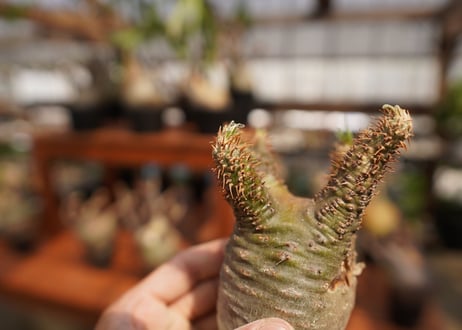 パキポディウム　グラキリス　Pachypodium gracilius　抜き苗　№36