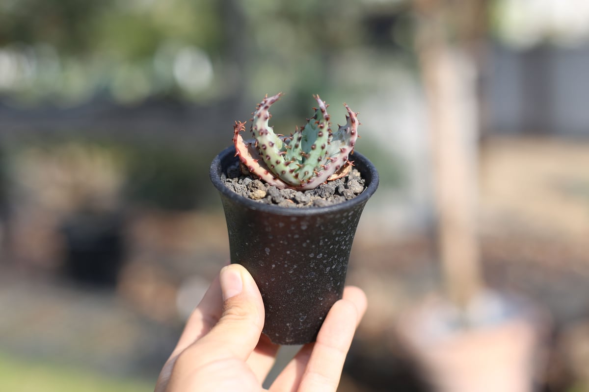 アロエ マルロシー | mana's farm:塊根植物・アガベ・ドライガーデン