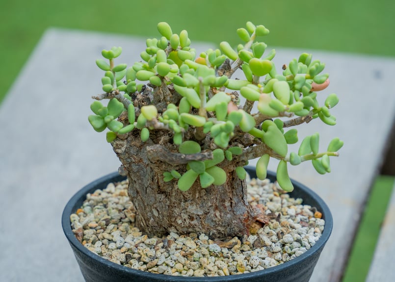 ケラリア ピグマエア | mana's green:塊根植物販売|マナズグリーン ケラリア ピグマエア | mana's green:塊根植物販売|マナズグリーン