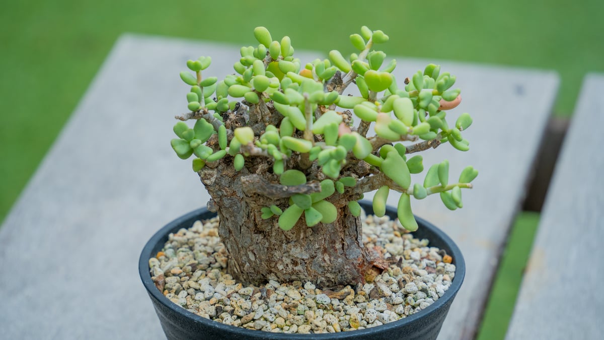 ケラリア ピグマエア | mana's farm:塊根植物・アガベ・ドライガーデン